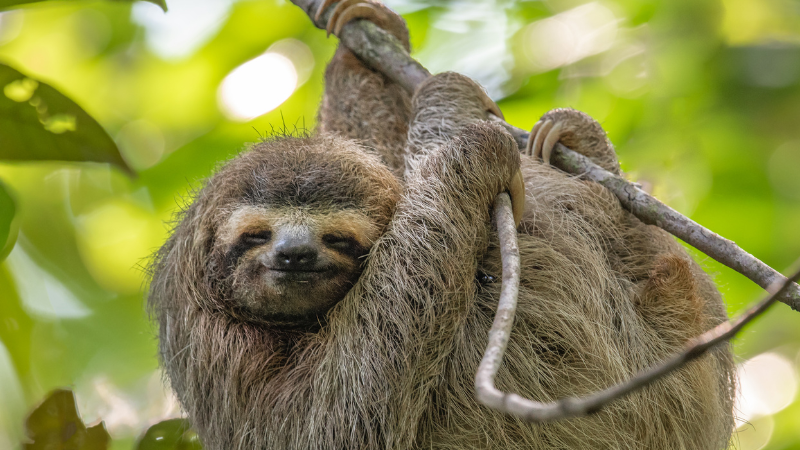 Sloth the National Animal of Costa Rica